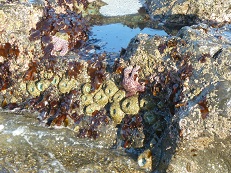 Tidepool in front of house
